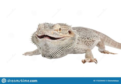 pogona barbata pet